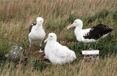 Albatross chick needs a name: Media release 10 May 2016