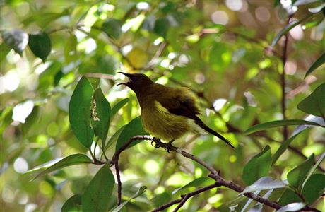 Bellbird Korimako : New Zealand Native Land Birds