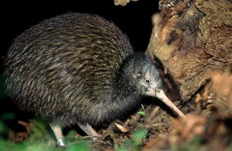 Brown kiwi: Kiwi