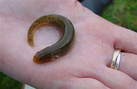 Mudfish: New Zealand freshwater fish