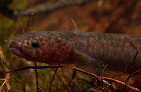 Mudfish: New Zealand freshwater fish