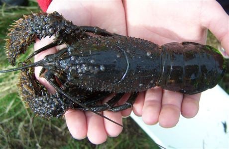 Crayfish/kōura: Invertebrates: Native animals: Conservation