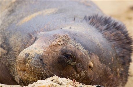 New Zealand Sea Lion/pakake/whakahao: New Zealand Marine Mammals