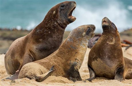 New Zealand sea lion/pakake/whakahao: New Zealand marine mammals