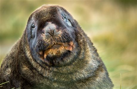 New Zealand sea lion/pakake/whakahao: New Zealand marine mammals