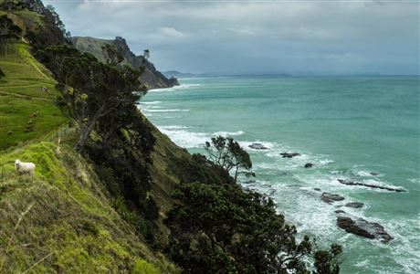 Cape Rodney-Okakari Point Marine Reserve (Goat Island or Leigh): Places ...