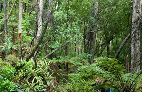 Ulva Island/Te Wharawhara walking tracks: Stewart Island/Rakiura tracks ...