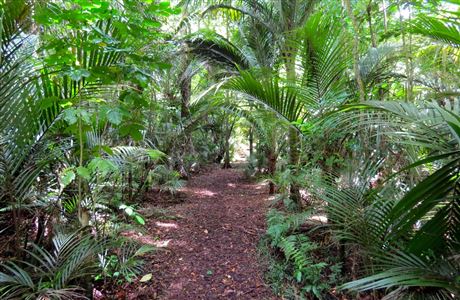 Ratapihipihi Scenic Reserve walk: Walking and tramping in New Plymouth ...