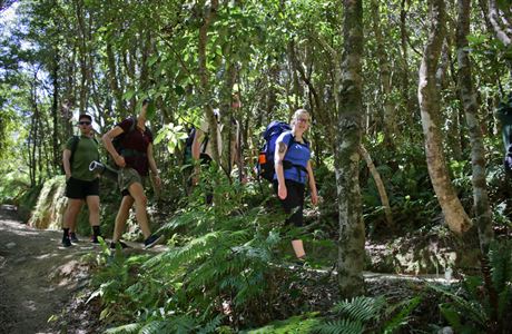 Ōrongorongo Track: Remutaka Forest Park, Wellington Region