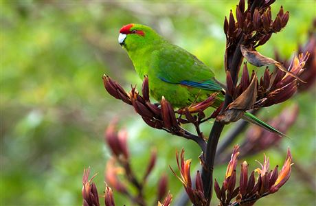 New Zealand Birds A Z Native Animal Conservation