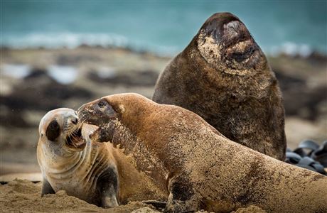 Species information New Zealand sea lion