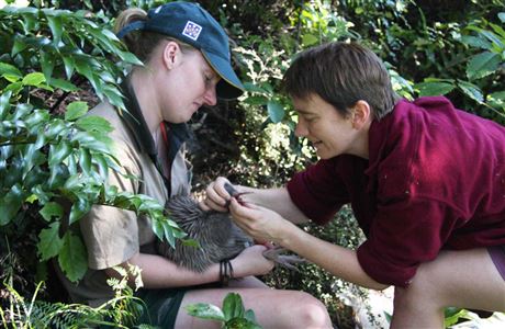 Wildlife health: Our work