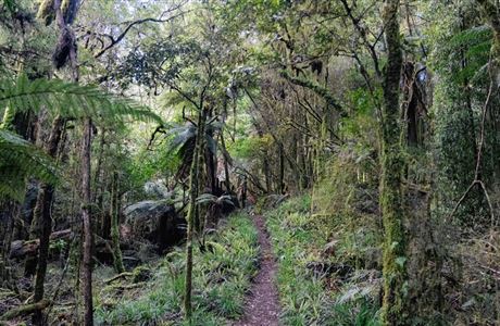 Pureora Forest Park: Places to go in the Waikato region