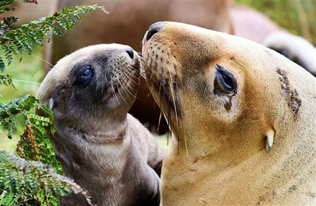 New Zealand Sea Lion/rapoka/whakahao: New Zealand Marine Mammals