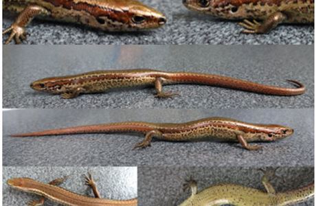 Where to find skinks in your backyard