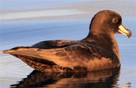 New Zealand birds A - Z: Native animal conservation