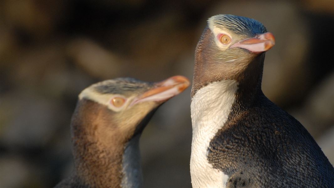 Yellow-eyed penguin/hoiho