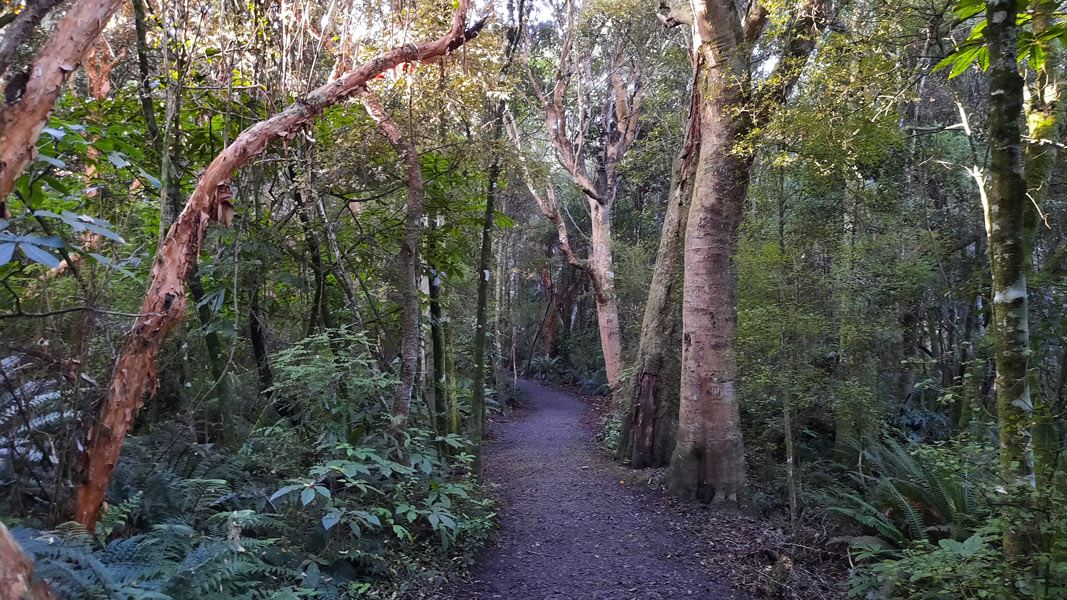 Kaka Point Bush Walk.