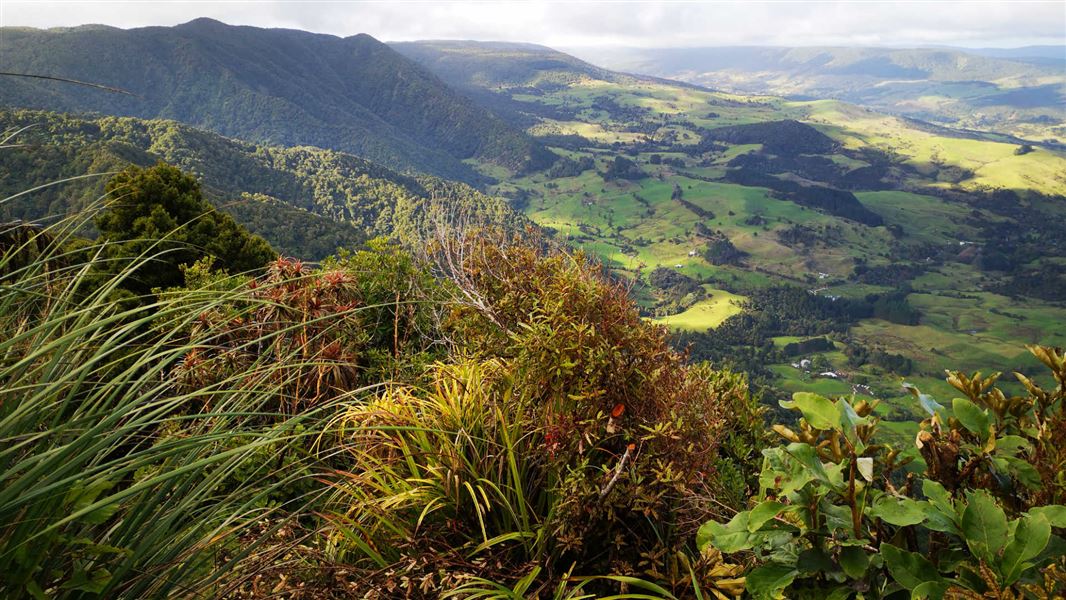 Hauturu Highpoint Track.