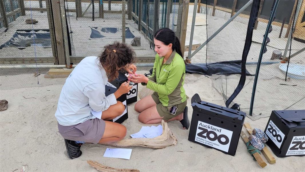 A DOC ranger and Auckland Zoo staff member releasing a tara iti into an aviary.