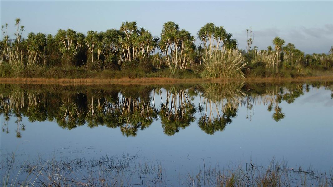 Kaituna wetland. 