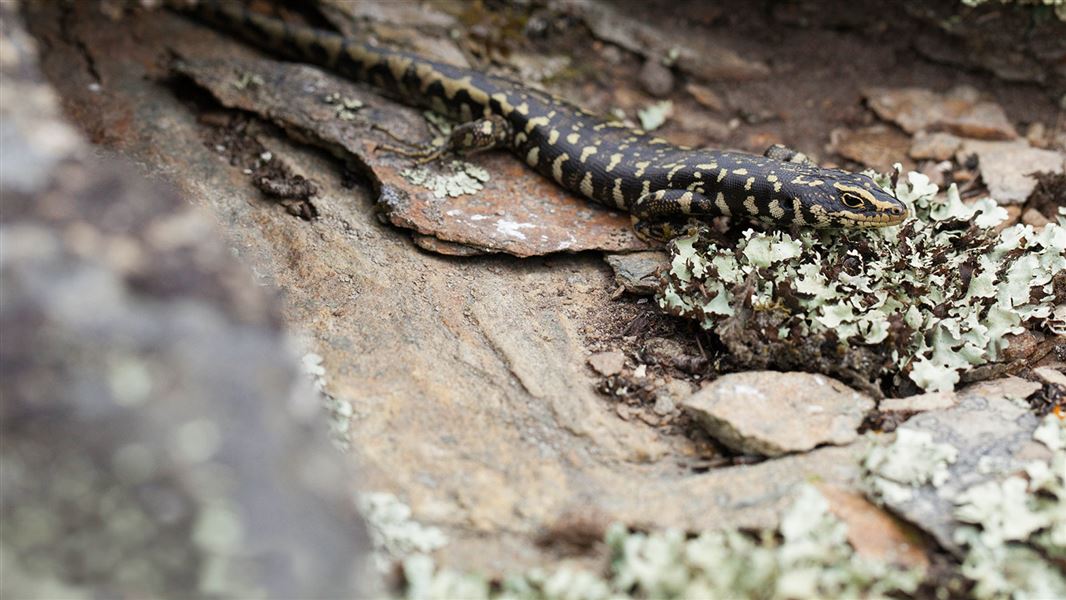 Otago skink. 