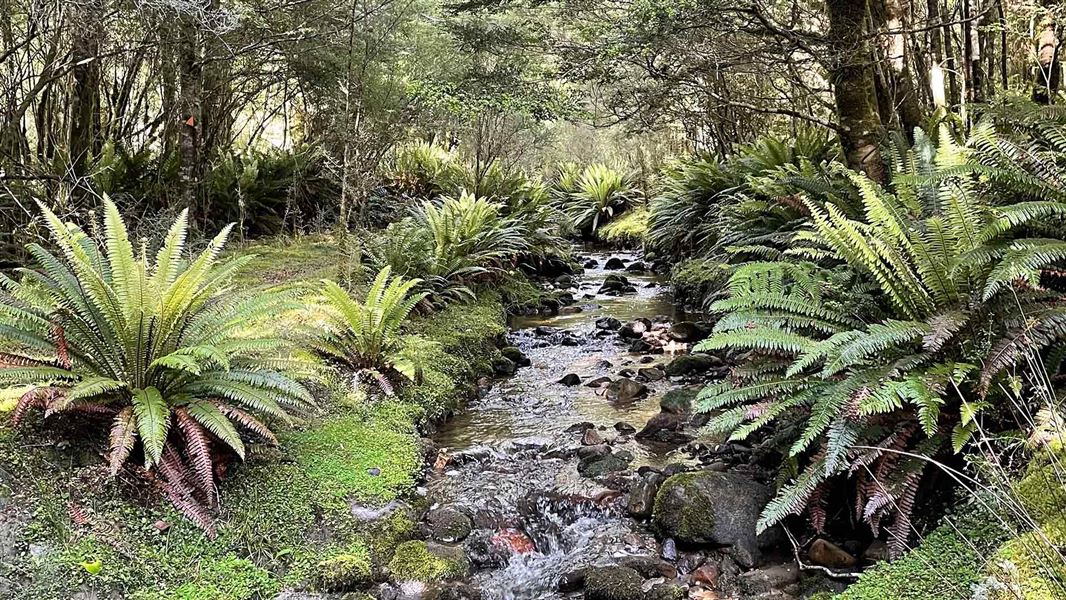 Creek and Crown ferns along the Rodger Inlet Track. 