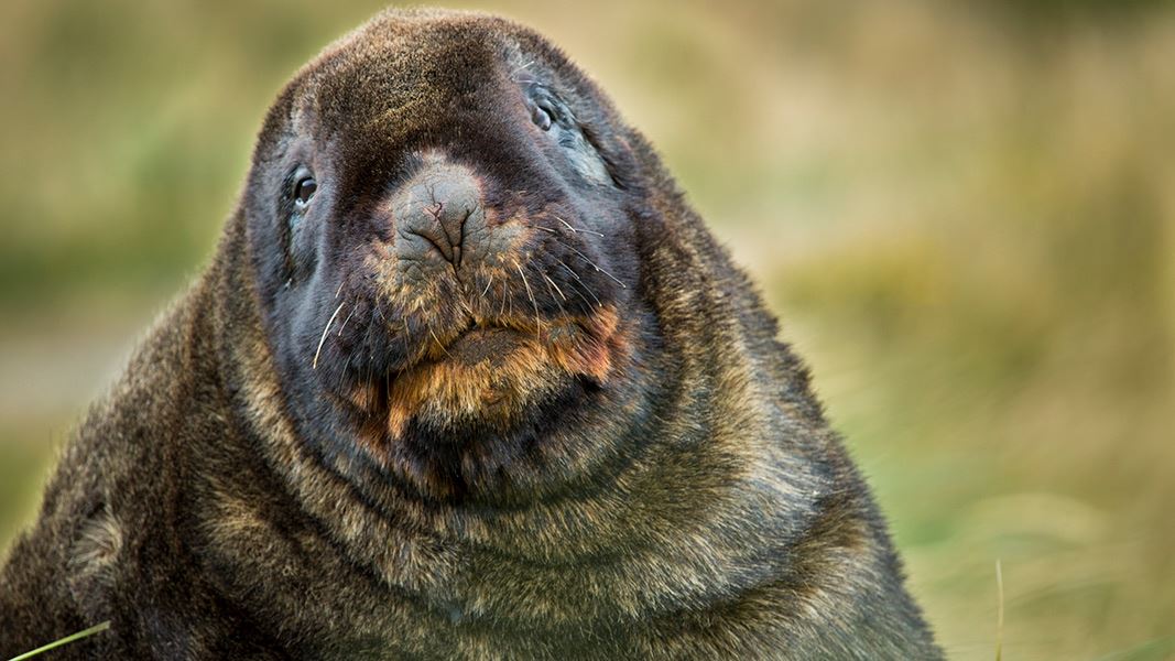 Legislation about New Zealand sea lion