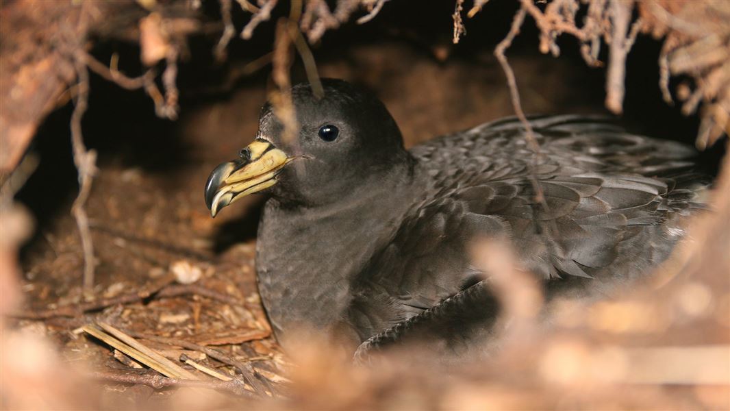 Tāiko/black petrel. 