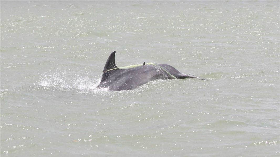 Entangled dolphin. 