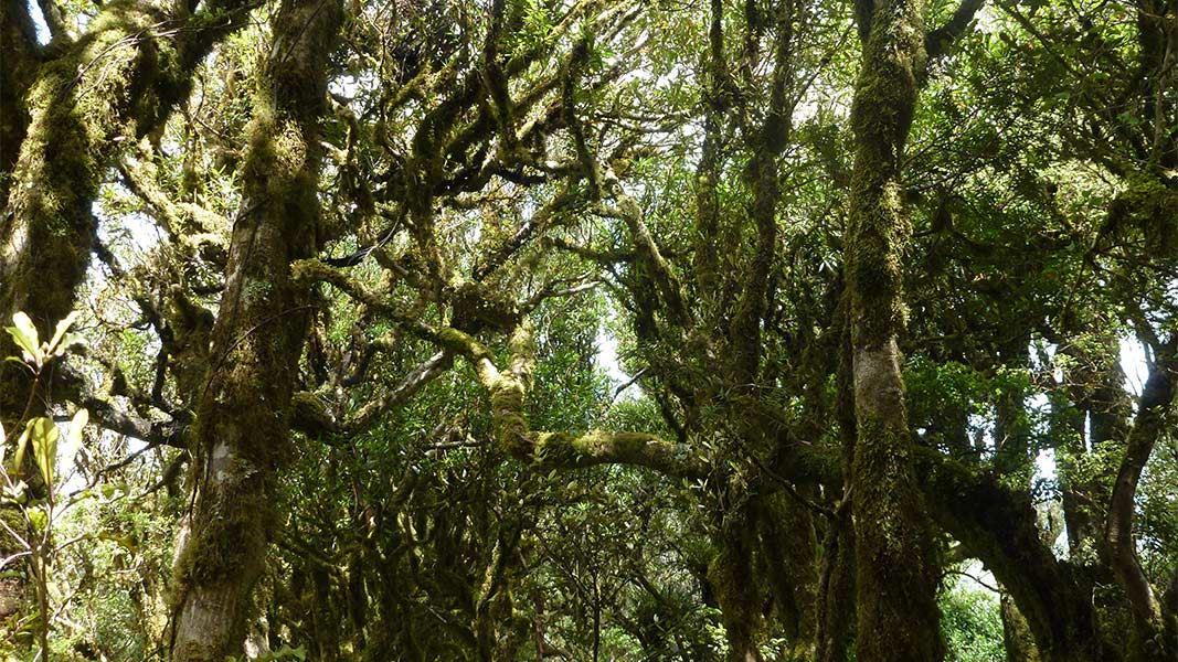 Tahuanui Track