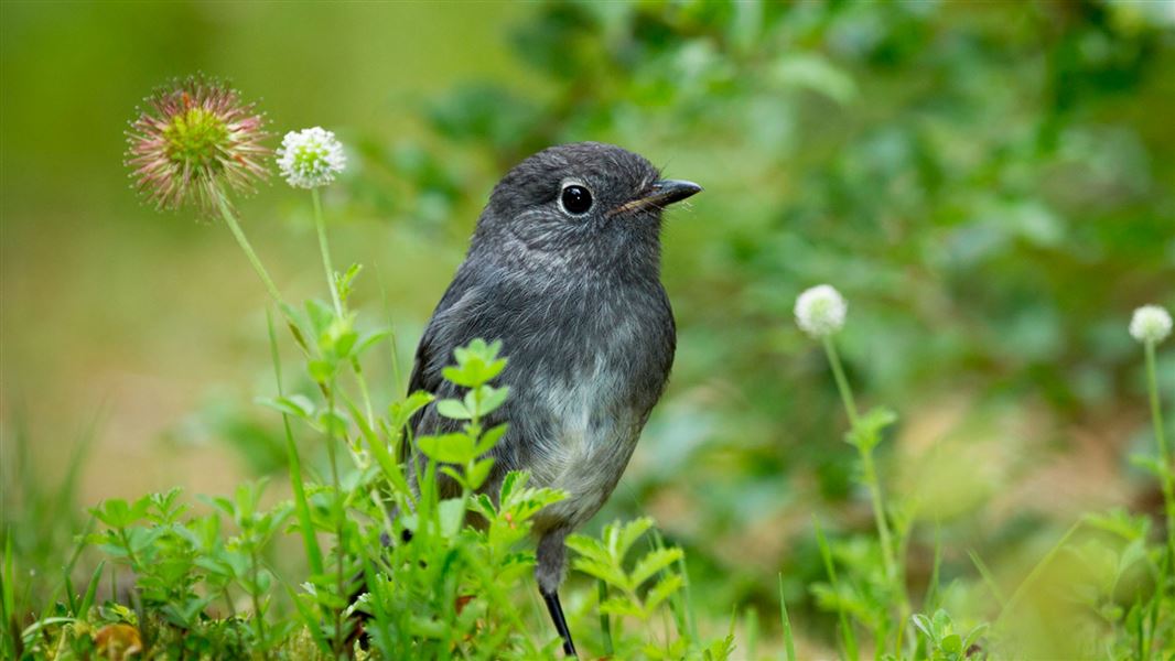 South Island robin. 