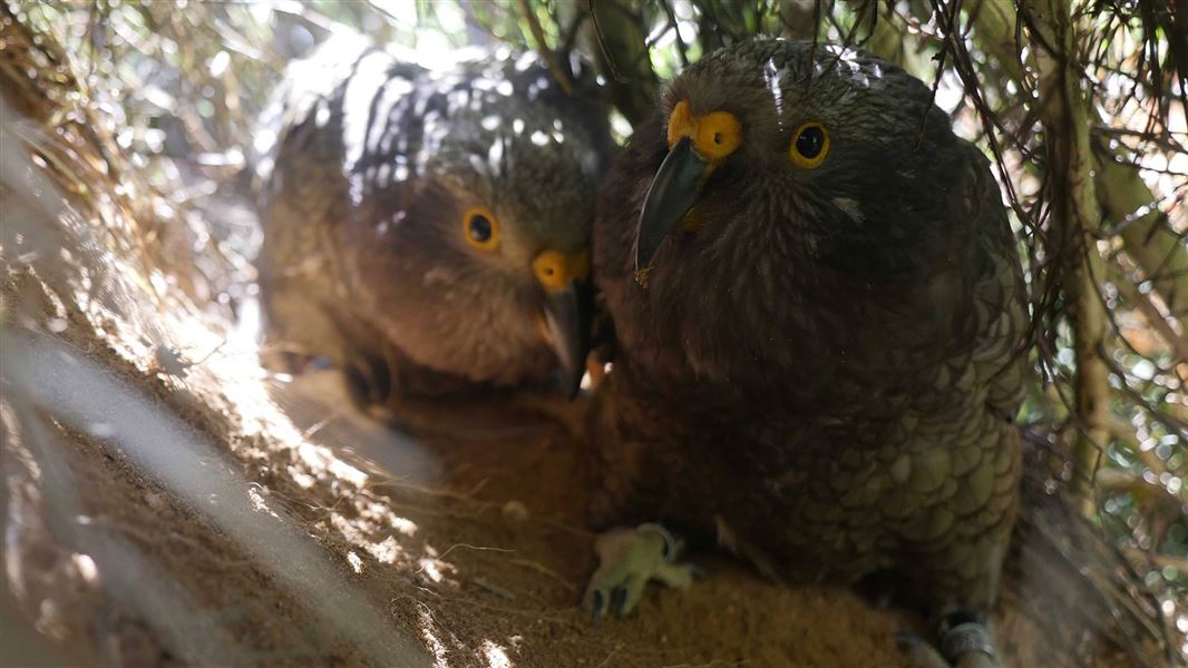 The two kea chicks exploring outside their culvert nest. 