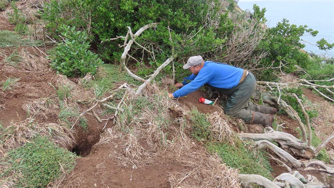 DOC Principal Science Advisor Graeme Taylor checks a toanui burrow on Motumahanga Island.