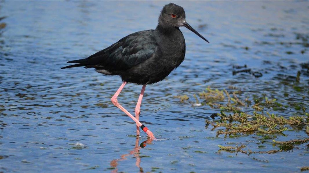 Adult black stilt/kakī. 