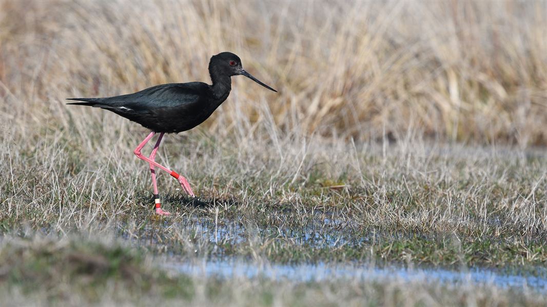 Black stilt/kakī: wetland and river birds