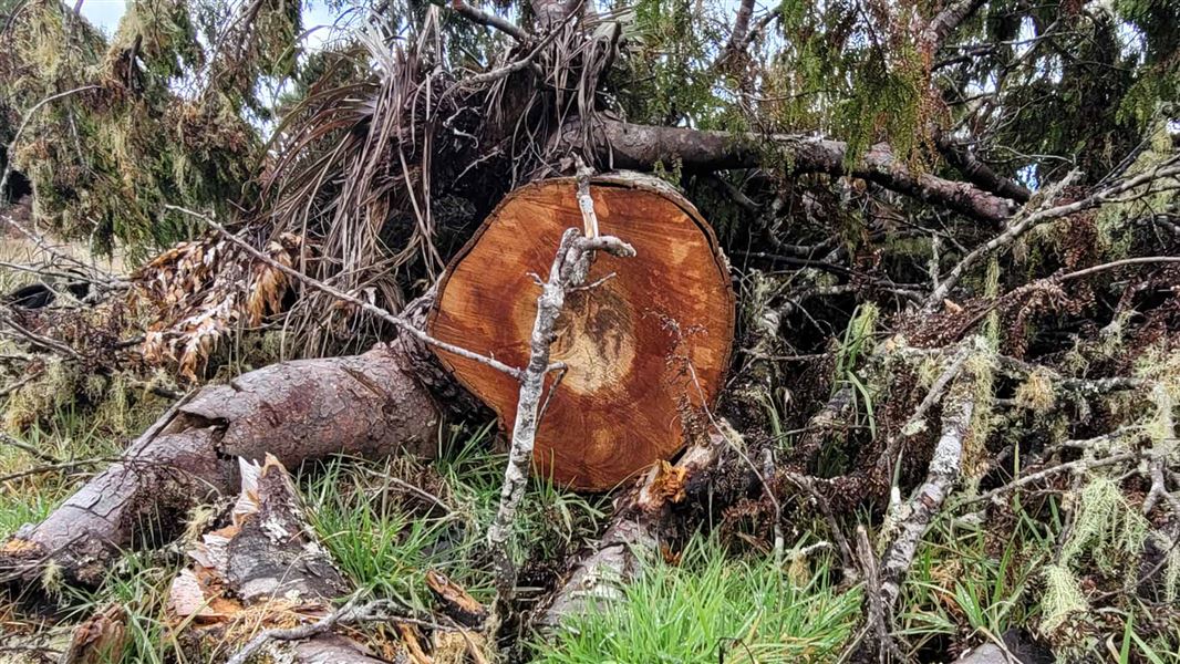 Sawn end of fallen tree amongst tree debris. 