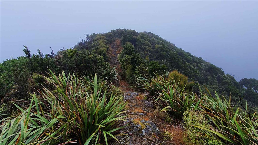 Ridgeline on the Stanfield Hut to Cattle Creek Hut track.