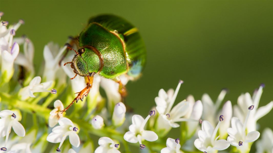 Manuka beetle. 