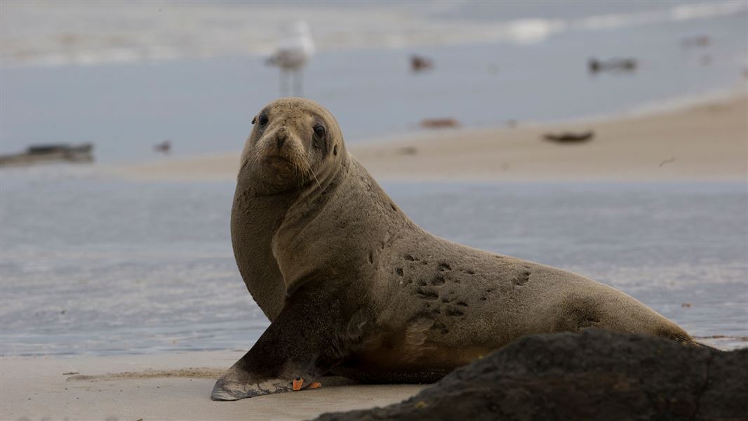 Female sea lion on beach. 