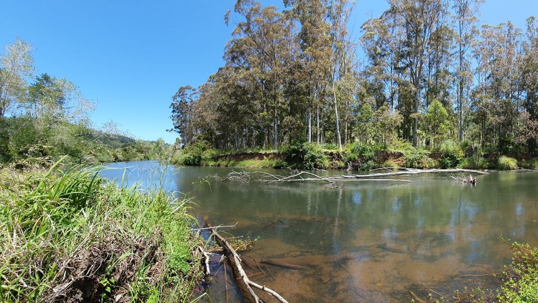 A wide shot of  river with clear water surrounded by tall trees.