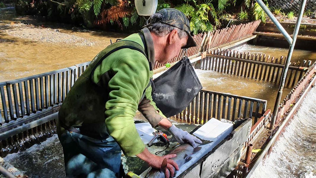 DOC ranger working in the Waipa Stream trap. 