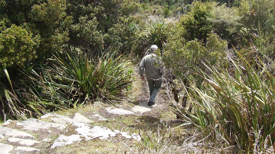 Visitor on the Bridle Track to Denniston