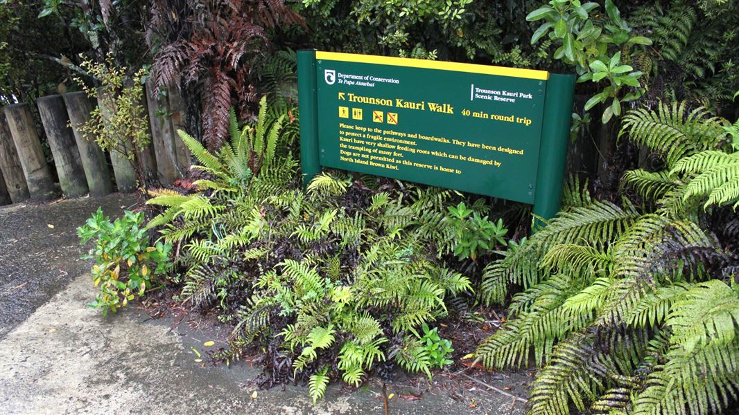 Trounson Kauri Walk. 