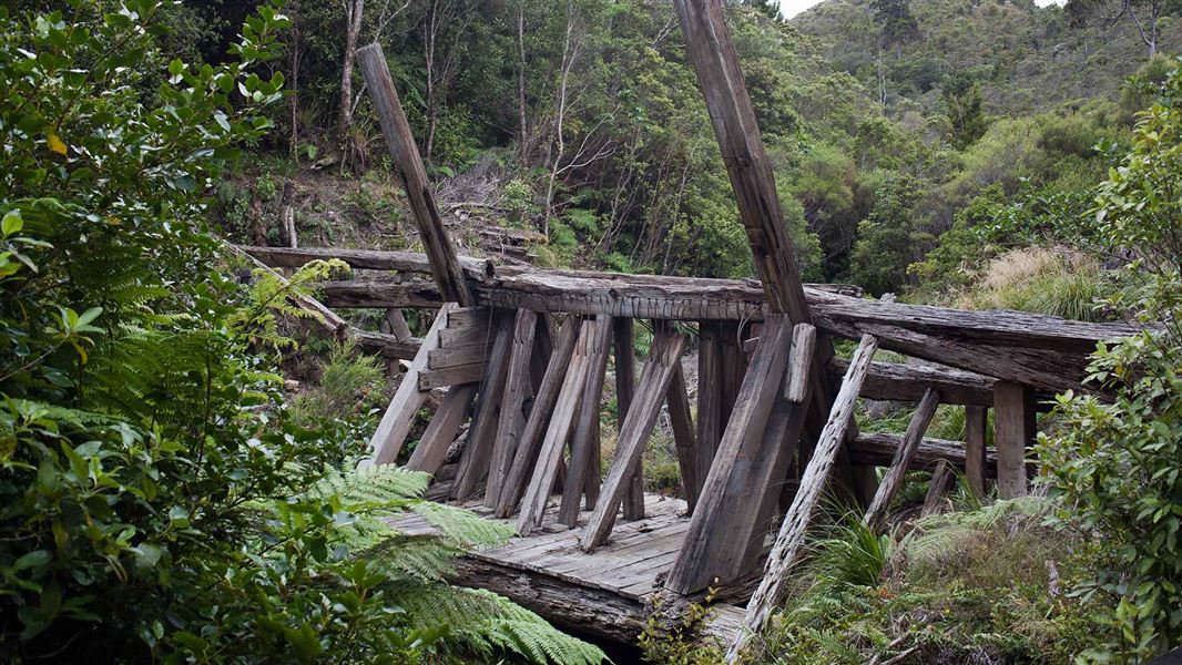 Dancing Camp kauri dam. 