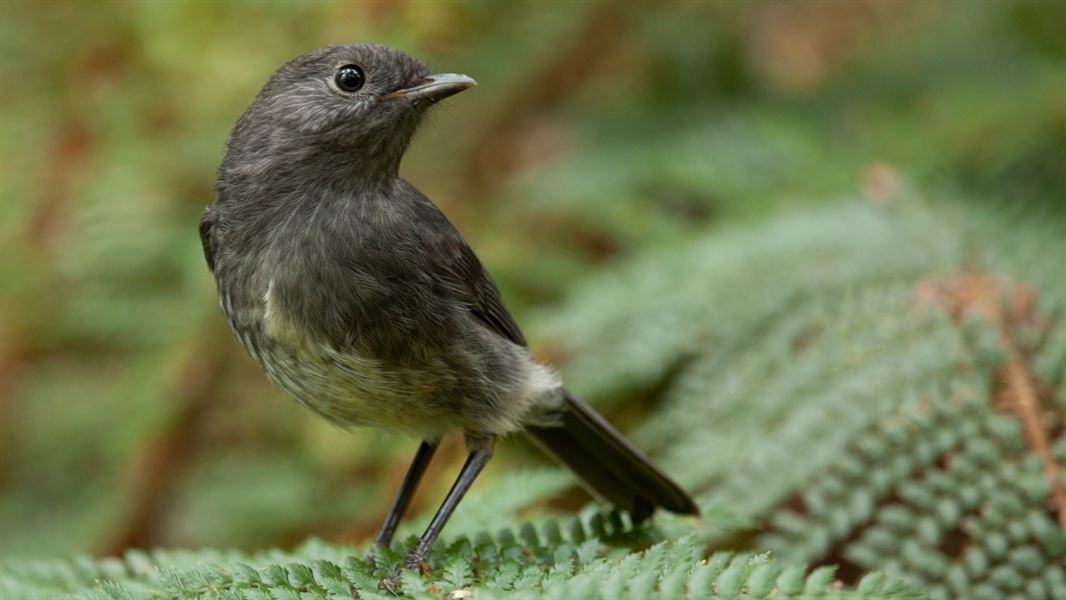 A South Island robin perched on a large fern leaf.