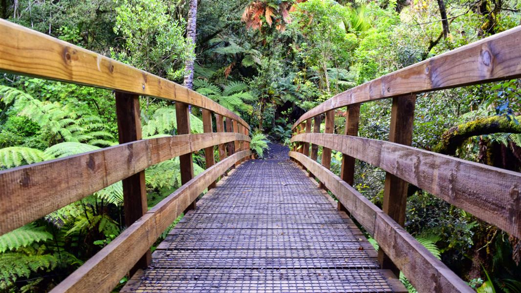 Waiomu Kauri Grove.