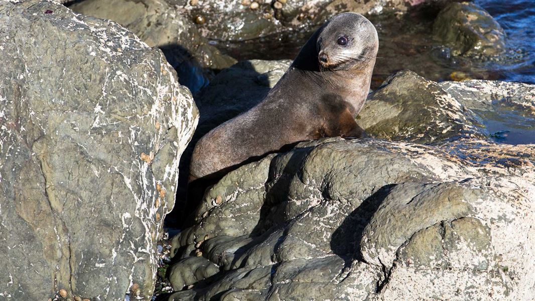 New Zealand fur seal/kekeno: New Zealand marine mammals