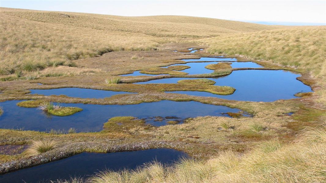 Tussock land with small wetland in the centre at Te Papanui Conservation Park.