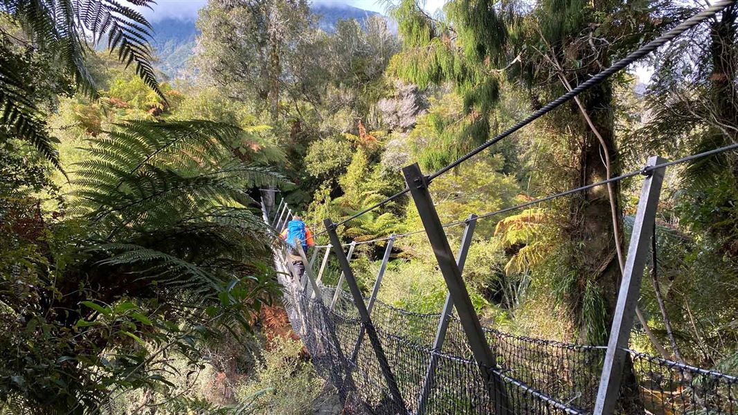 Tramper crossing suspension bridge in kiwi sanctuary.